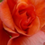 Oranžna - Park - grm vrtnice - Gypsy Dancer
